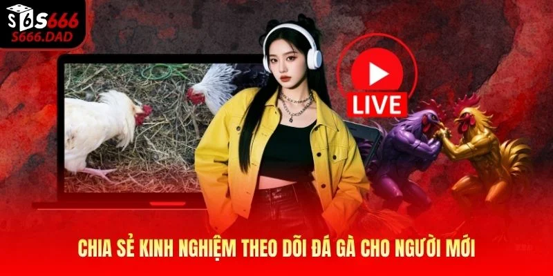 Chia sẻ kinh nghiệm theo dõi đá gà cho người mới