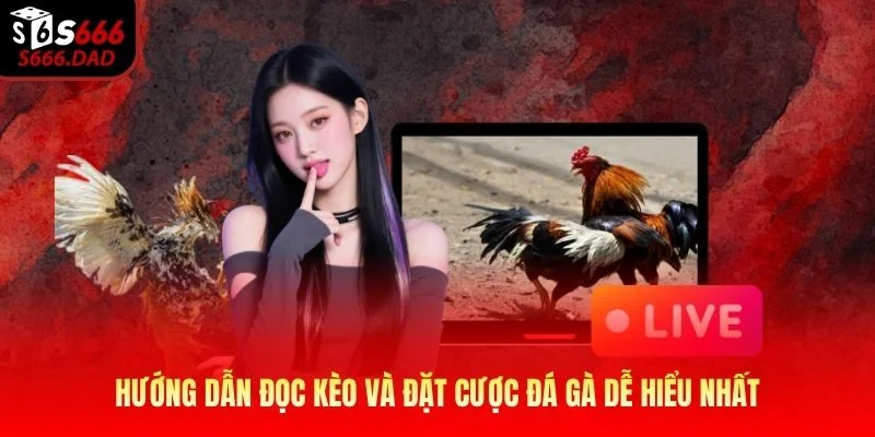 Hướng dẫn đọc kèo và đặt cược đá gà dễ hiểu nhất